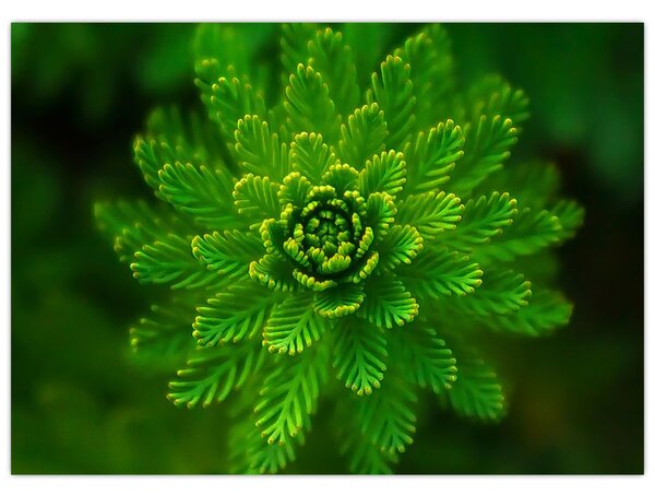 Tablou cu coniferi (70x50 cm)