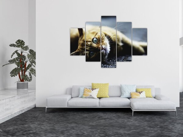 Tablou cu pisica (150x105 cm)