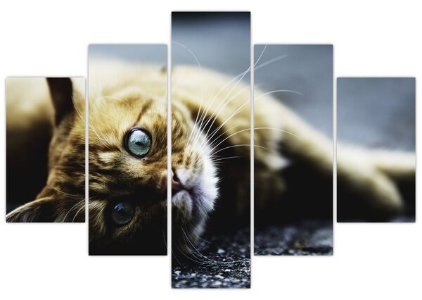 Tablou cu pisica (150x105 cm)