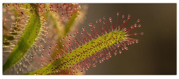 Tablou cu plantă (120x50 cm)