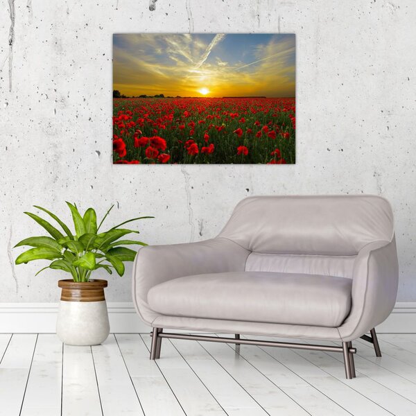Tablou cu câmp cu maci (70x50 cm)