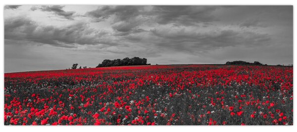 Tablou cu maci (120x50 cm)