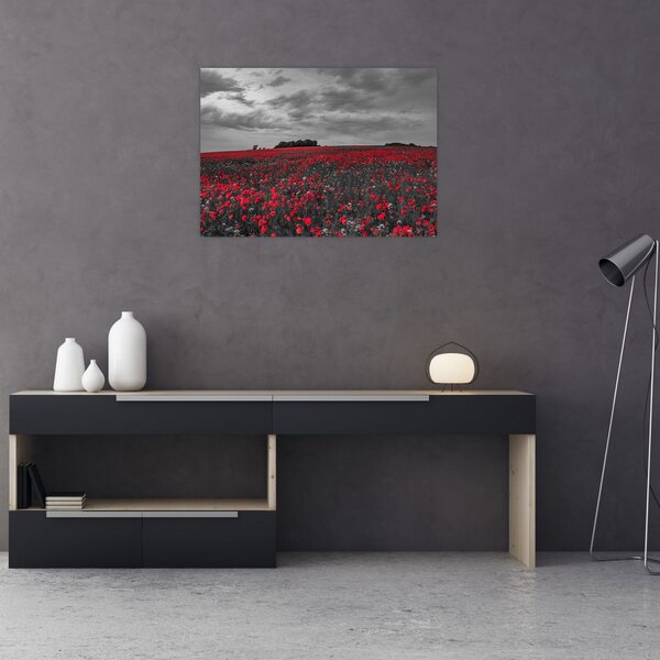 Tablou cu maci (70x50 cm)