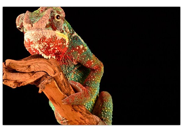 Tablou cu cameleon pe creangă (90x60 cm)