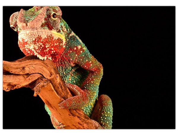 Tablou cu cameleon pe creangă (70x50 cm)
