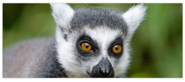 Tablou cu lemur (120x50 cm)