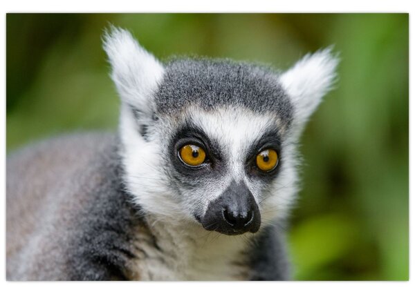 Tablou cu lemur (90x60 cm)