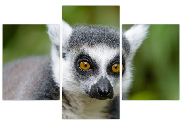 Tablou cu lemur (90x60 cm)