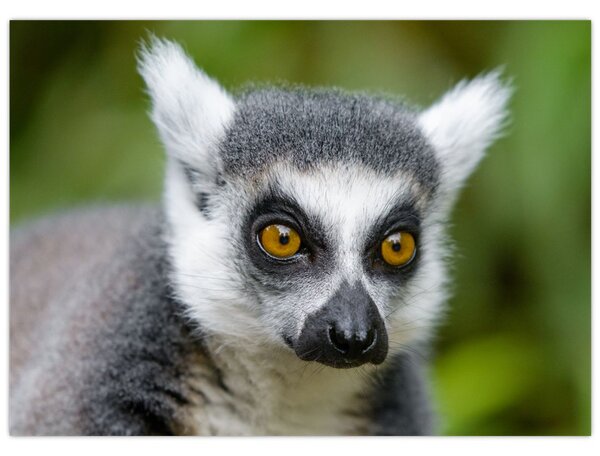 Tablou cu lemur (70x50 cm)
