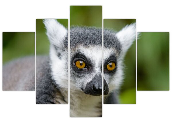 Tablou cu lemur (150x105 cm)