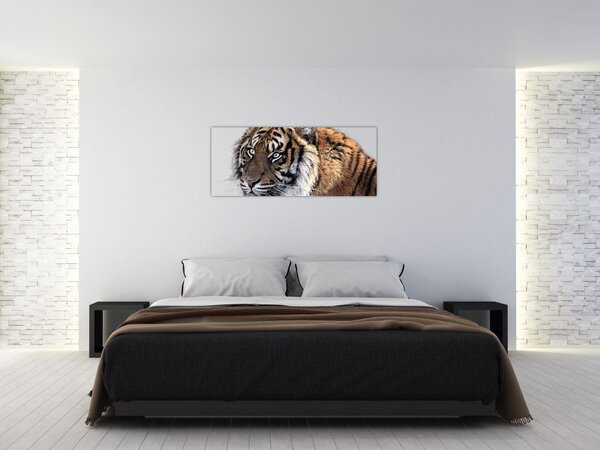 Tablou cu tigrul (120x50 cm)