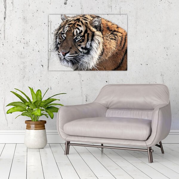 Tablou cu tigrul (70x50 cm)