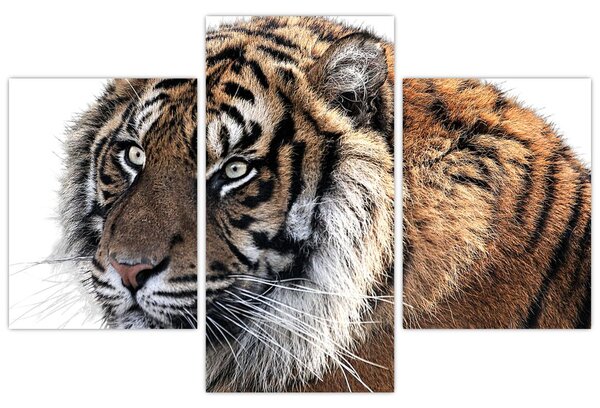 Tablou cu tigrul (90x60 cm)