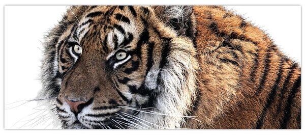 Tablou cu tigrul (120x50 cm)