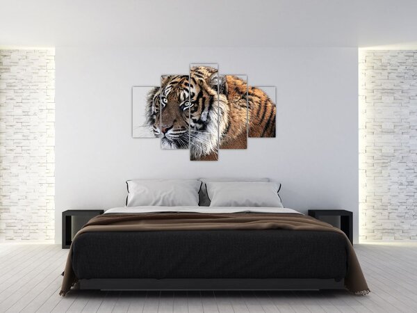 Tablou cu tigrul (150x105 cm)