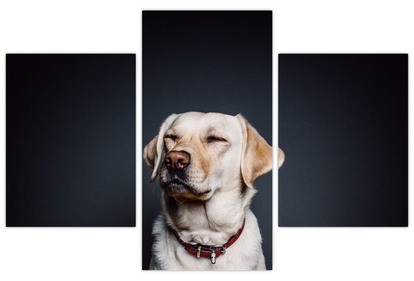 Tablou cu labrador (90x60 cm)