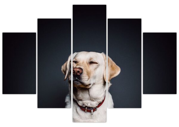 Tablou cu labrador (150x105 cm)