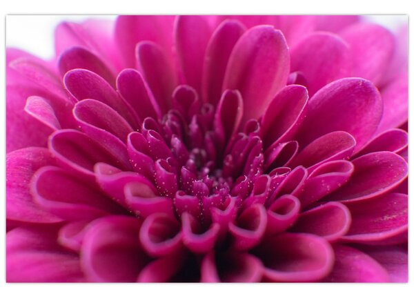 Tablou cu floare (90x60 cm)