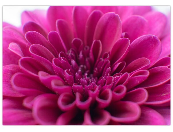 Tablou cu floare (70x50 cm)