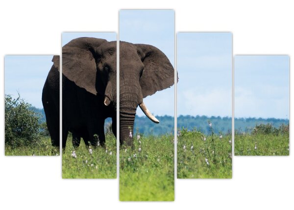 Tablou cu elefant (150x105 cm)