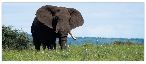 Tablou cu elefant (120x50 cm)