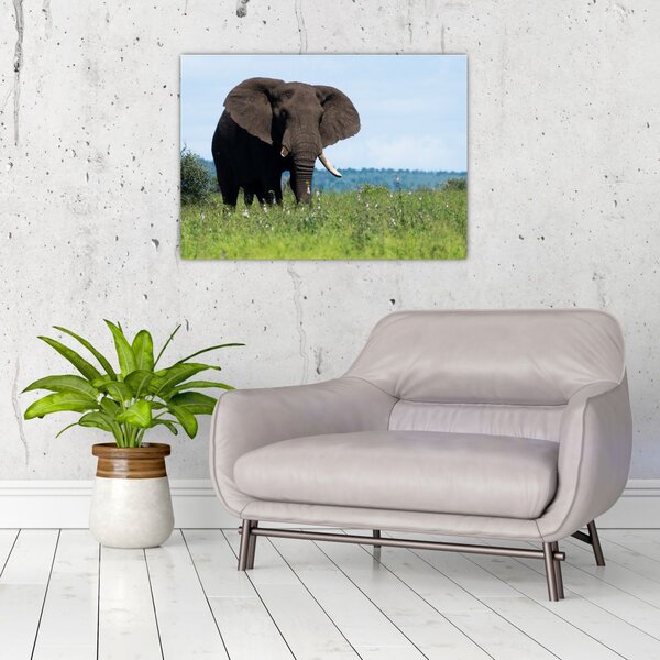 Tablou cu elefant (70x50 cm)