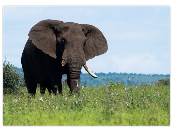 Tablou cu elefant (70x50 cm)