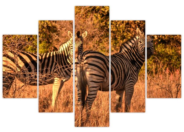 Tablou cu zebre (150x105 cm)