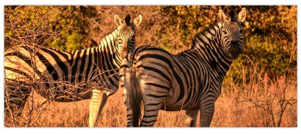 Tablou cu zebre (120x50 cm)