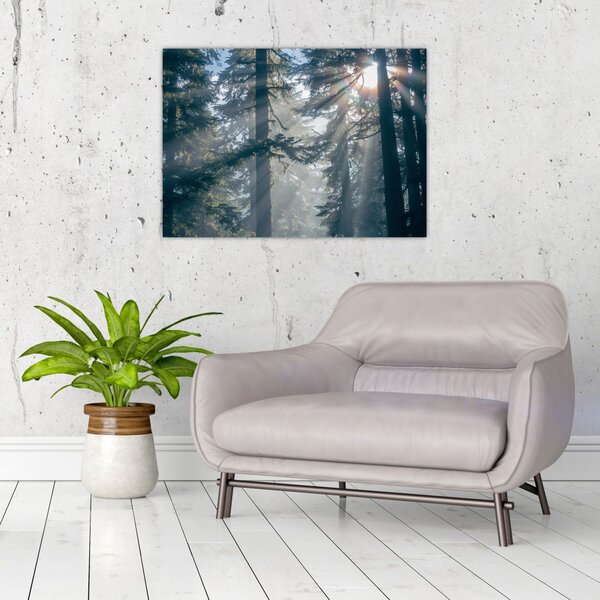 Tablou cu copaci și soarele translucind (70x50 cm)