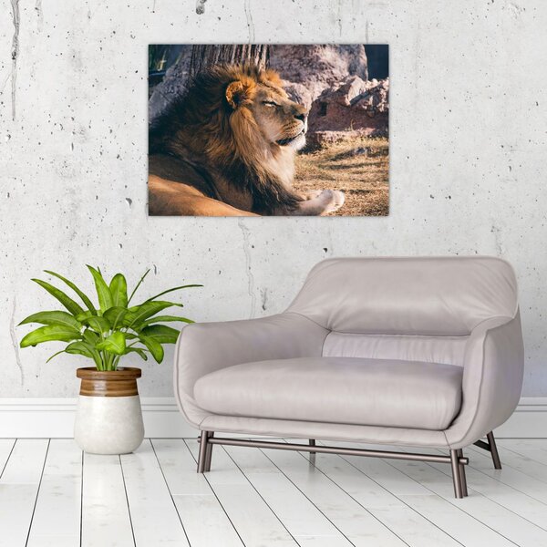 Tablou cu leul dormind (70x50 cm)
