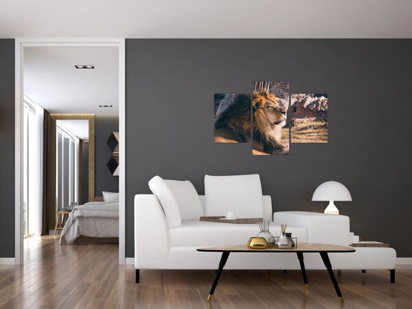 Tablou cu leul dormind (90x60 cm)