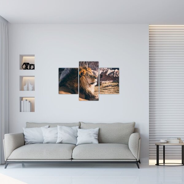 Tablou cu leul dormind (90x60 cm)