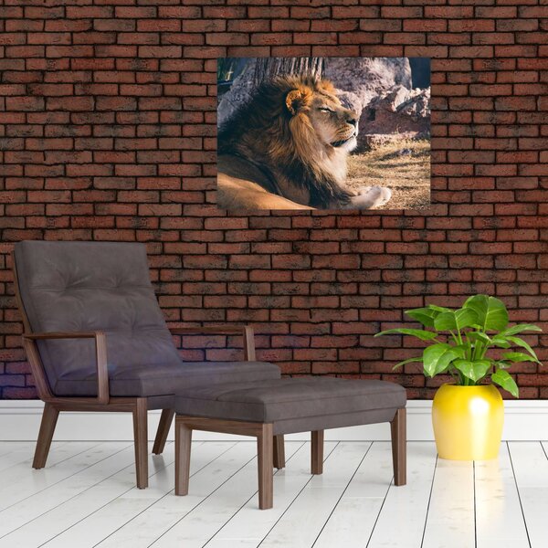 Tablou cu leul dormind (70x50 cm)