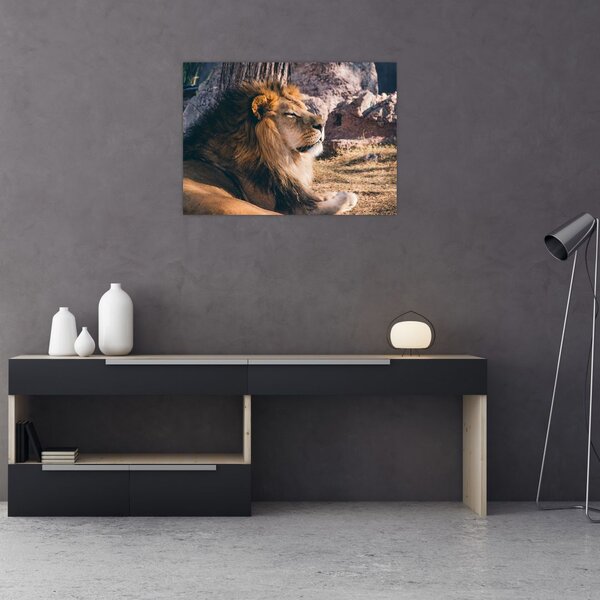 Tablou cu leul dormind (70x50 cm)