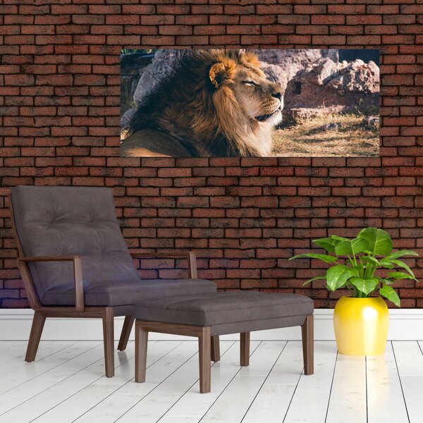 Tablou cu leul dormind (120x50 cm)