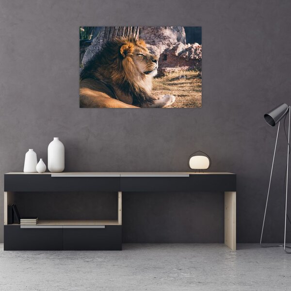 Tablou cu leul dormind (90x60 cm)