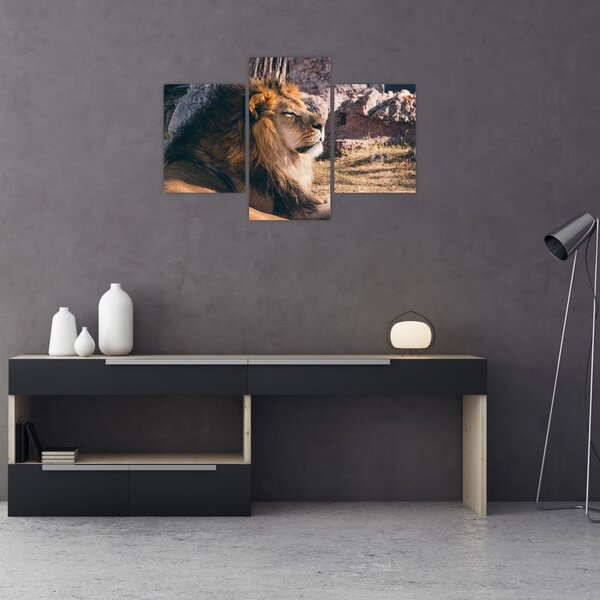 Tablou cu leul dormind (90x60 cm)