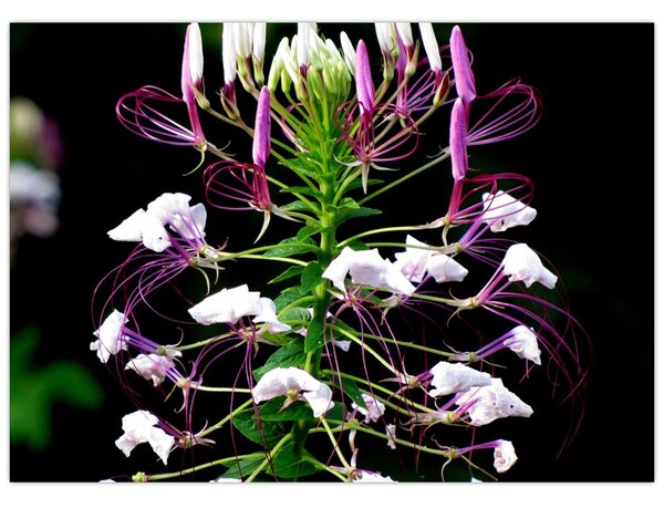 Tablou cu floare (70x50 cm)