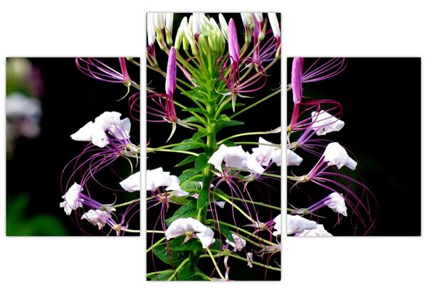 Tablou cu floare (90x60 cm)