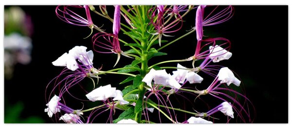 Tablou cu floare (120x50 cm)