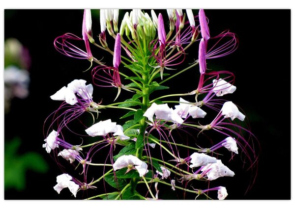 Tablou cu floare (90x60 cm)