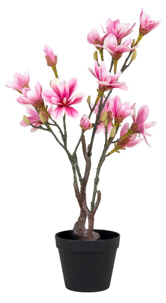 Magnolia Mirelia (verde + roz). 1147146