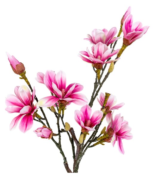 Magnolia Mirelia (verde + roz). 1147146