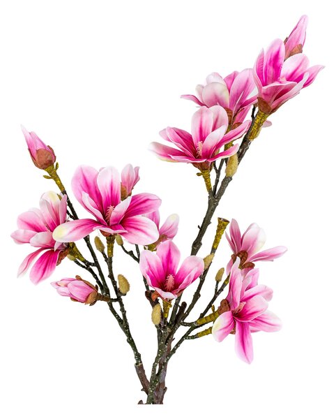 Magnolia Mirelia (verde + roz). 1147146
