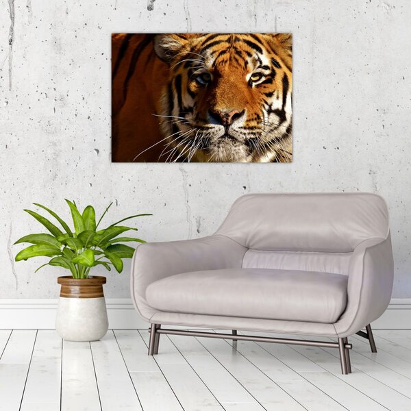 Tablou cu tigrul (70x50 cm)