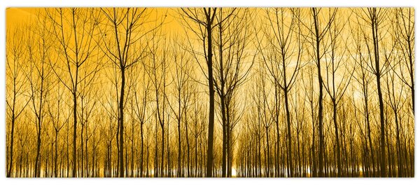 Tablou - Palntație cu pomi (120x50 cm)