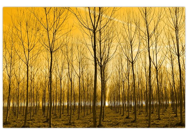 Tablou - Palntație cu pomi (90x60 cm)