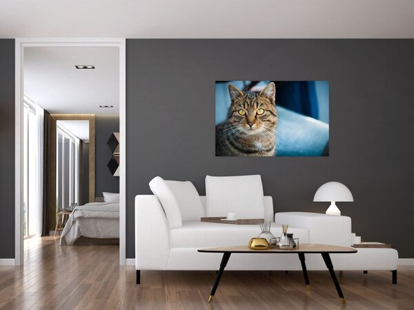 Tablou - Pisica domestică (90x60 cm)