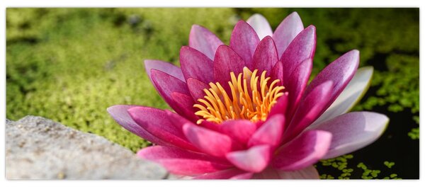 Tablou - Lotus (120x50 cm)